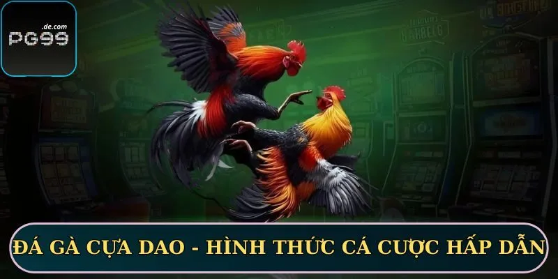 Đá gà cựa dao là hình thức cá cược hấp dẫn