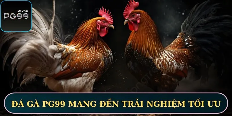Đá gà PG99 mang đến trải nghiệm tối ưu