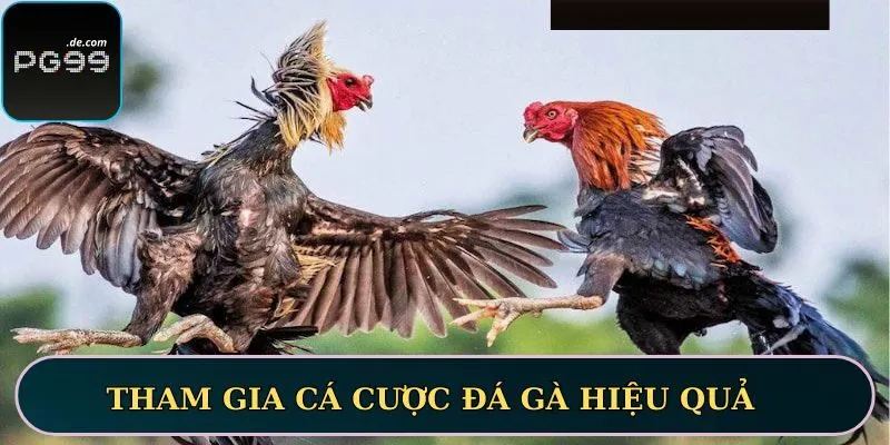 Tham gia cá cược đá gà hiệu quả